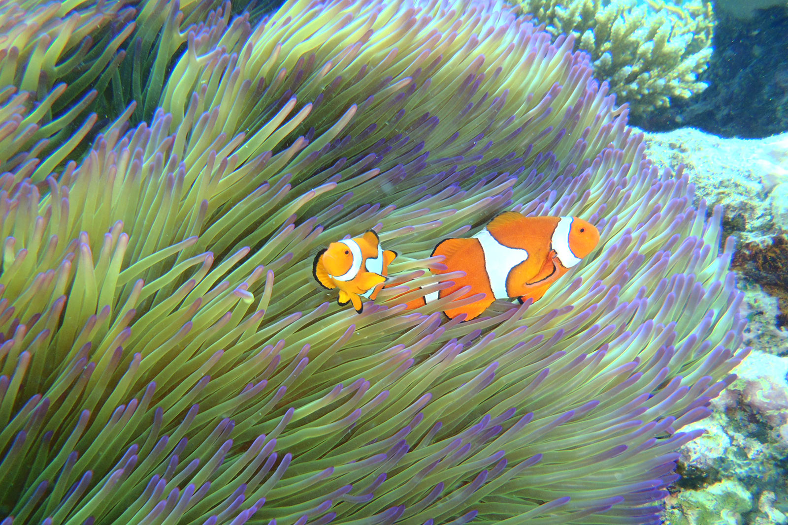 Two clownfish in anemone in The Great Barrier Reef. Diving The Great Barrier Reef