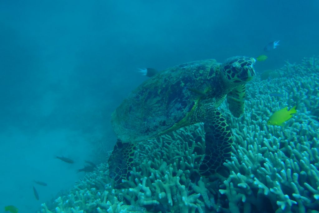 A turtle in The Great Barrier Reef. Diving The Great Barrier Reef