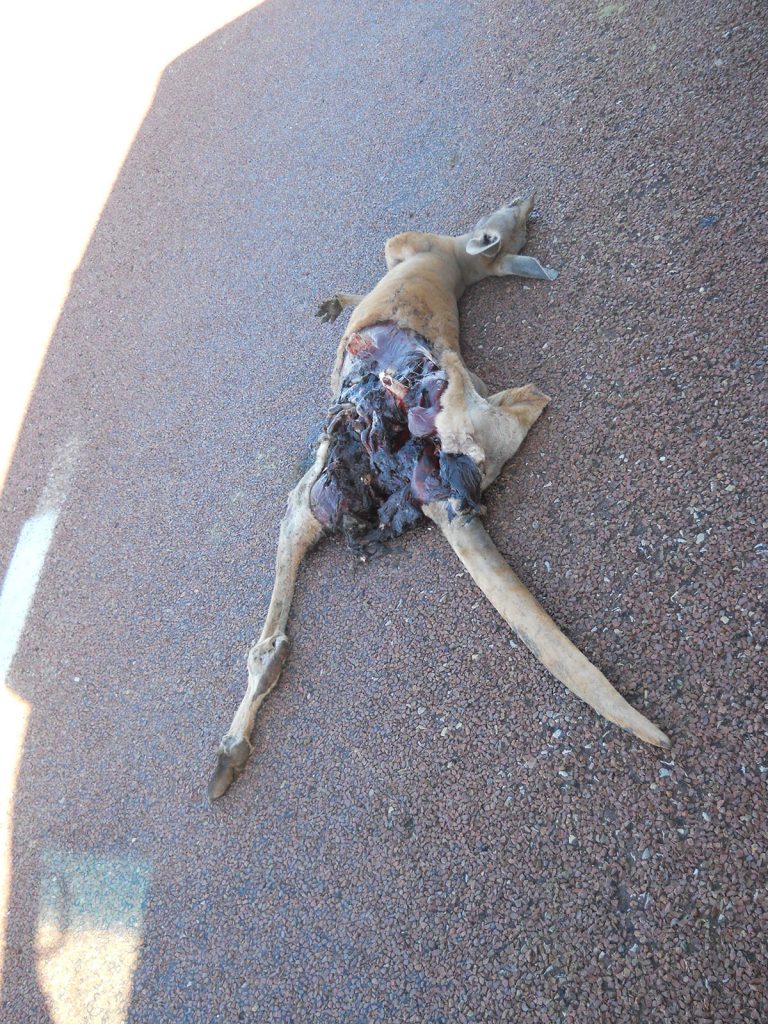 Kangaroo roadkill during the road trip in the middle of the desert in Australia. Rescued in the middle of the desert