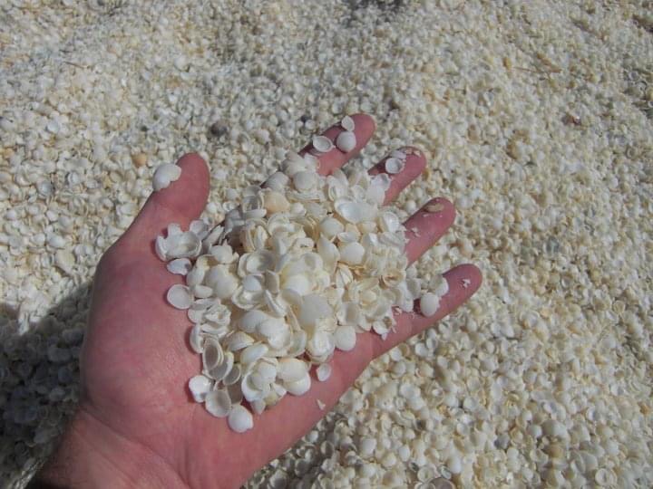 Shells on shell beach in West Coast, Australia. Hitting a cow on the west coast road trip