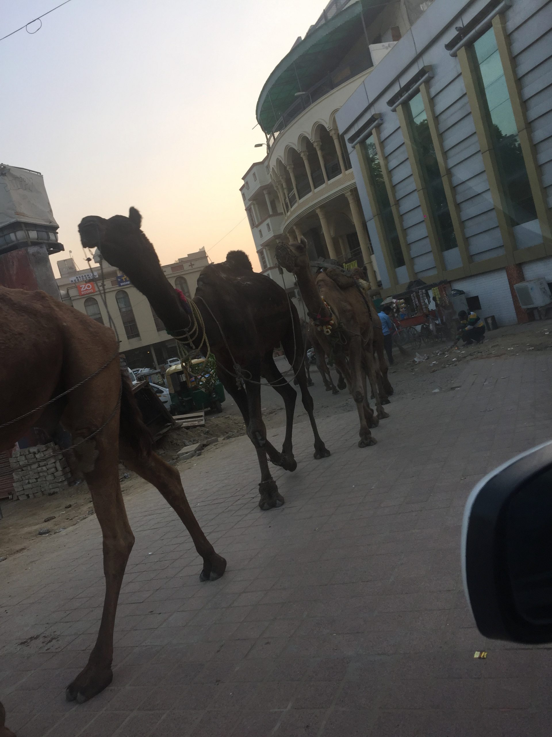 Camels in India. All alone at the Taj Mahal