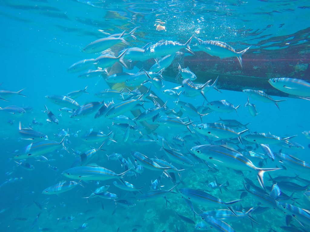 Fishes underwater in Beachcomber Island, Fiji. Beachcomber island