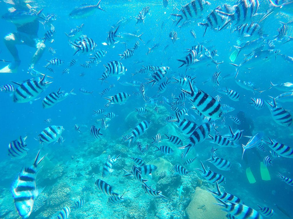 Fishes underwater in Beachcomber Island, Fiji. Beachcomber island