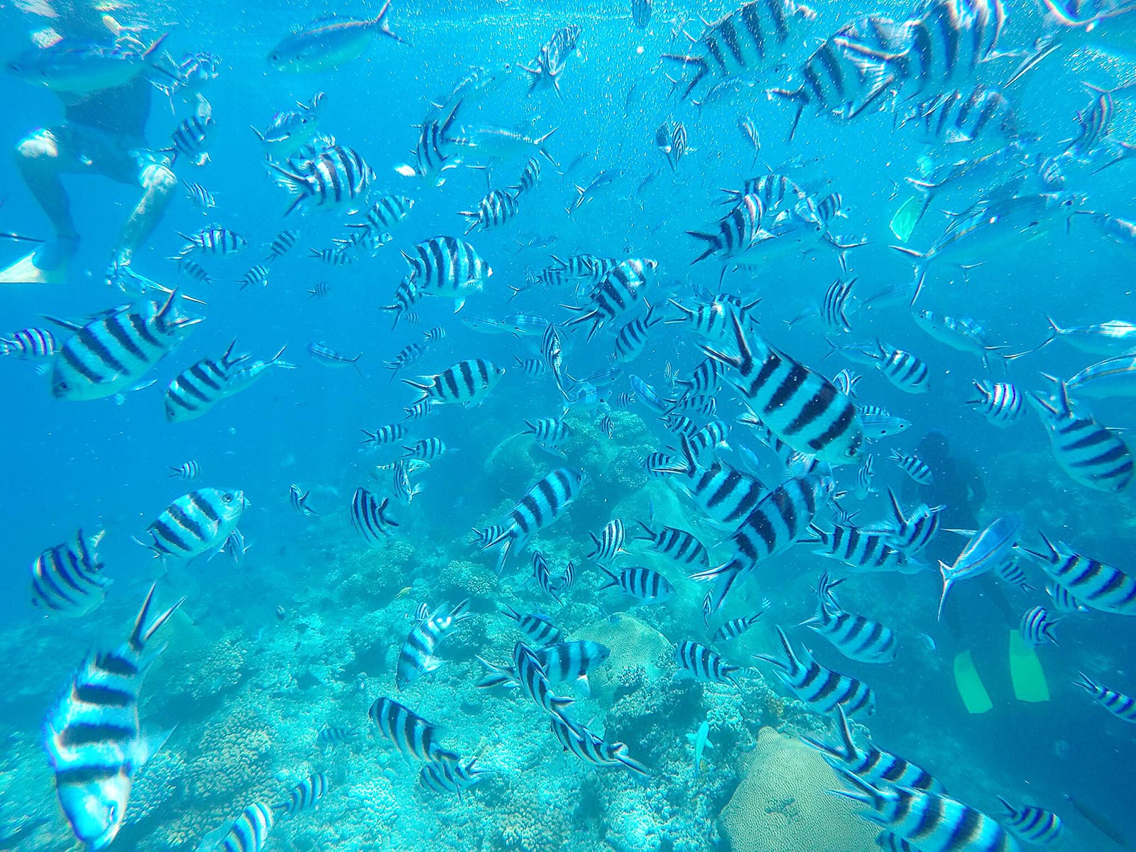 Fishes underwater in Beachcomber island, Fiji. Fiji reflection