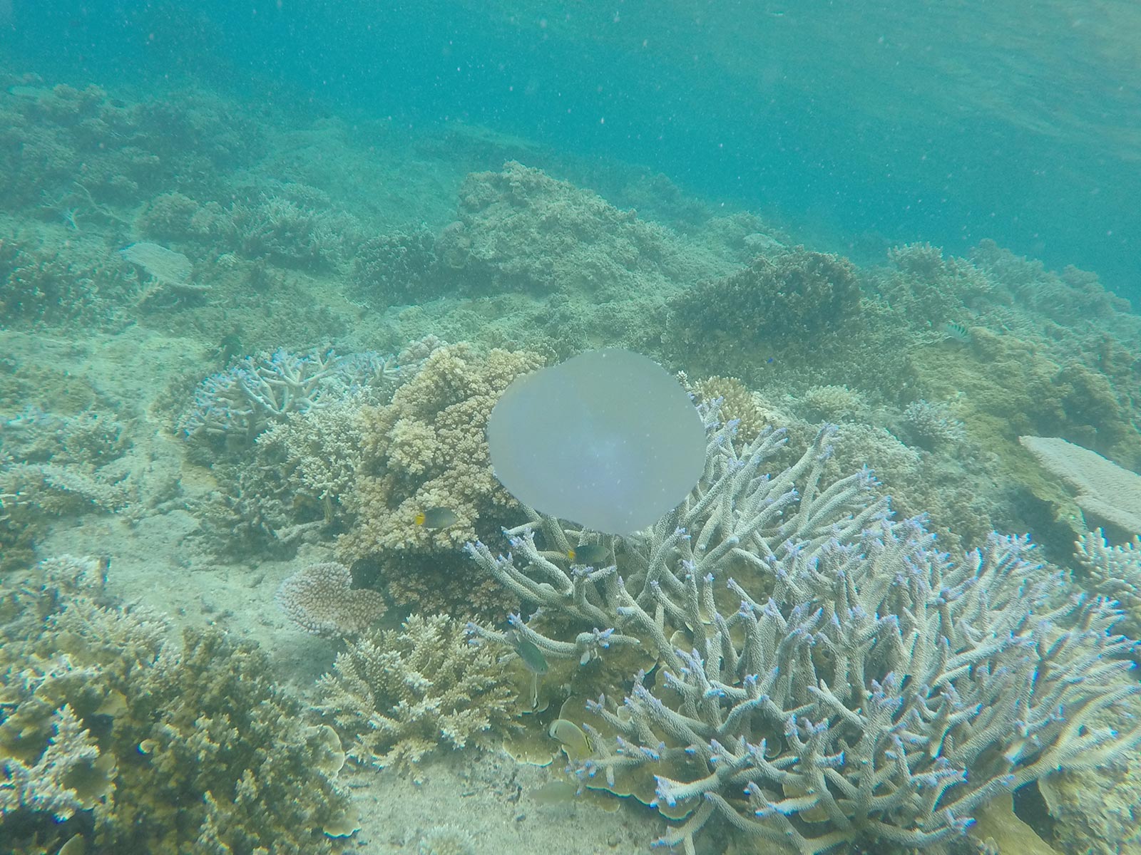 Coral reef underwater in Mantaray, Fiji. Bowls on Barefoot Manta