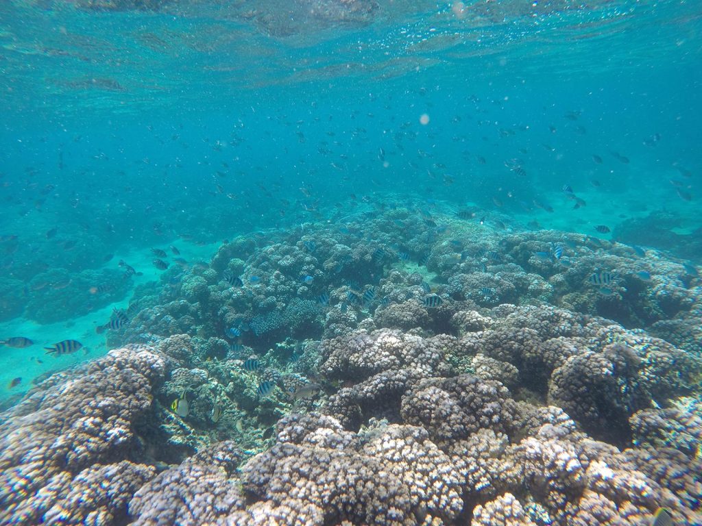 Coral reef in Mantaray Island, Fiji. More party games at Mantaray Island