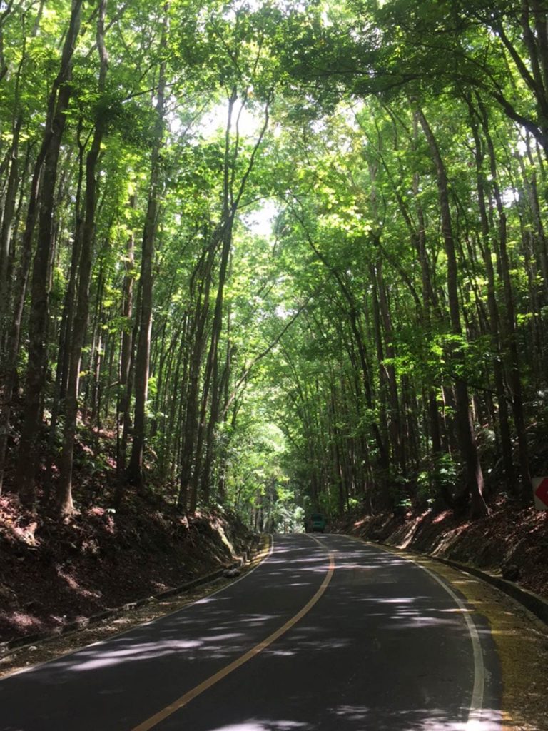 Forested road in Bohol, Philippines. Alona Beach & Chocolate Hills