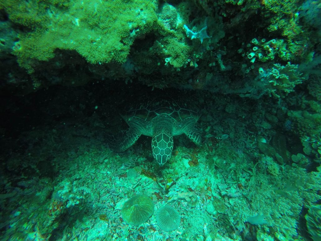 Turtle underwater in Apo Island, Philippines. Turtles at Apo Island & Dumaguete