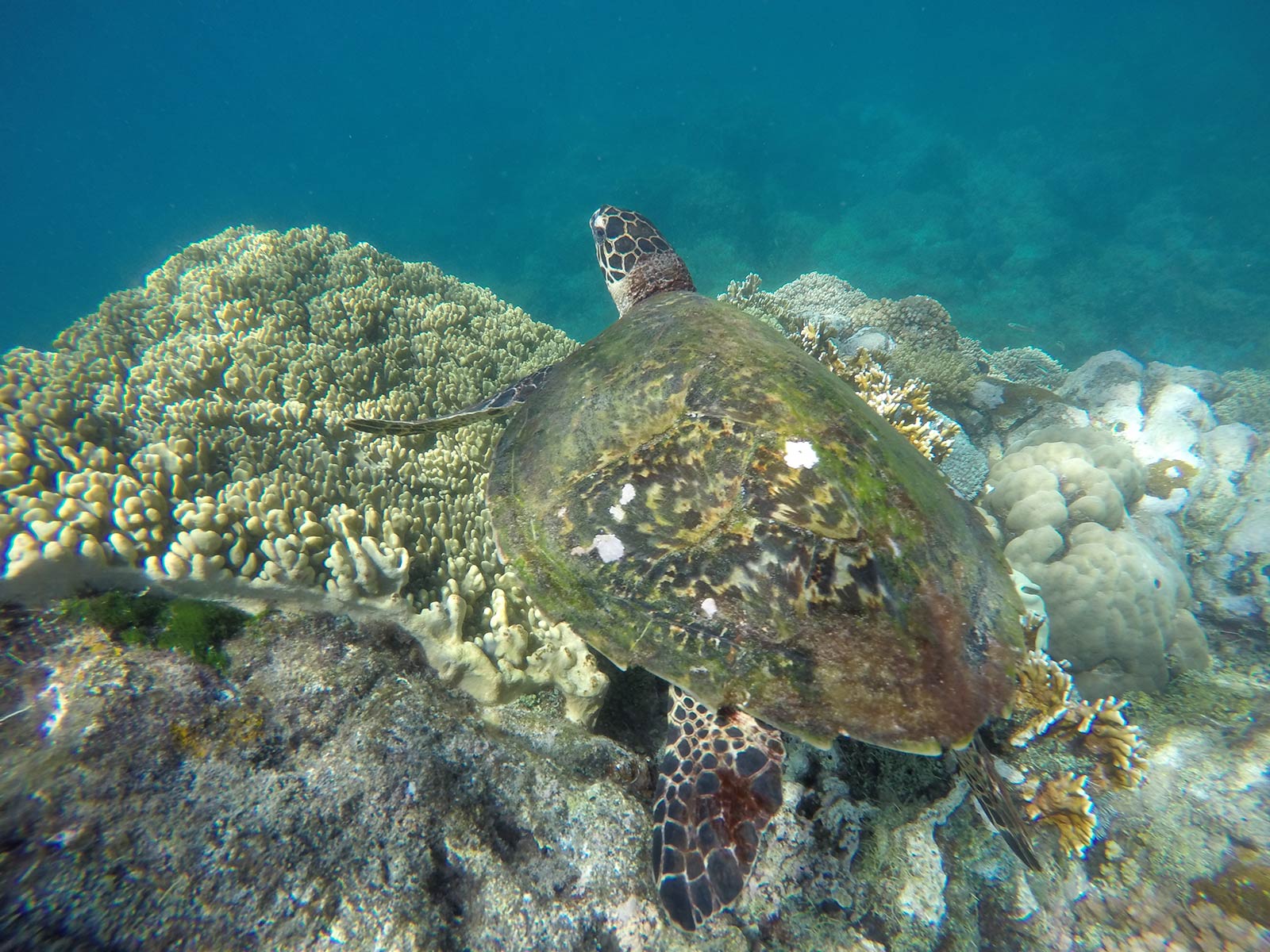 Turtle underwater among corals in Apo Island, Philippines. Turtles at Apo Island & Dumaguete