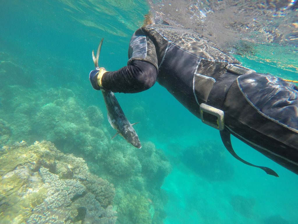 Divers fish catch in Apo Island, Philippines. Turtles at Apo Island & Dumaguete