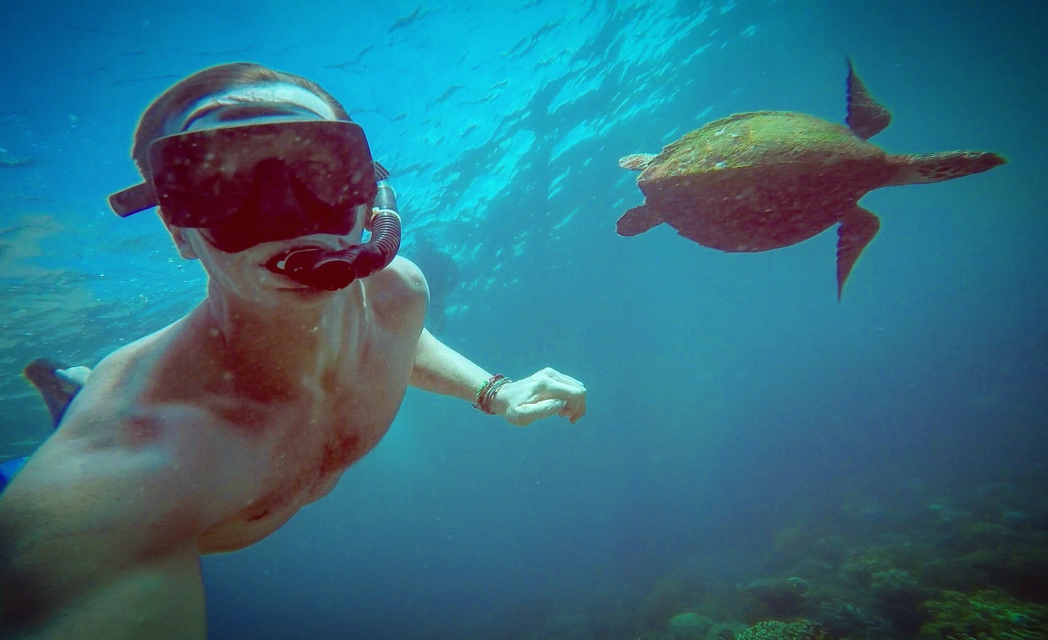 David Simpson diving with a turtle in Apo Island, Philippines. Turtles at Apo Island & Dumaguete
