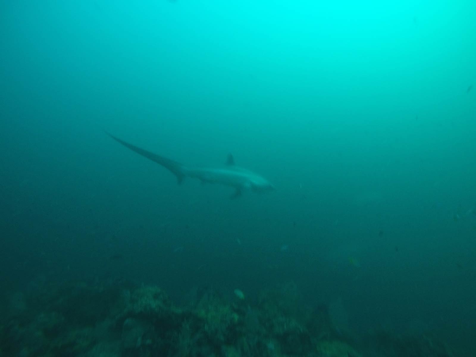 Thresher Shark in Malapascua, Philippines. Diving with sharks in Malapascua