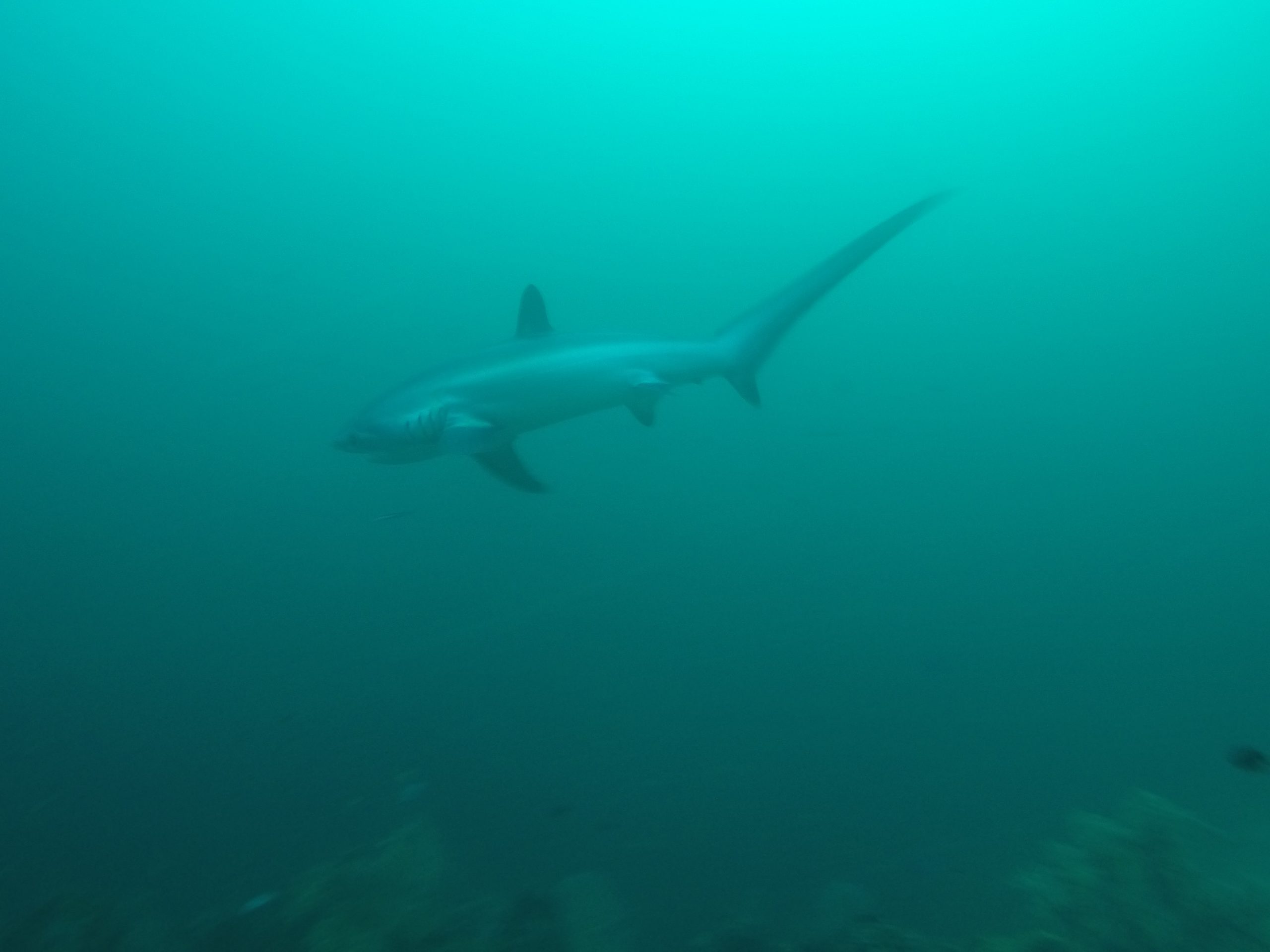 Thresher Shark in Malapascua, Philippines. Diving with sharks in Malapascua