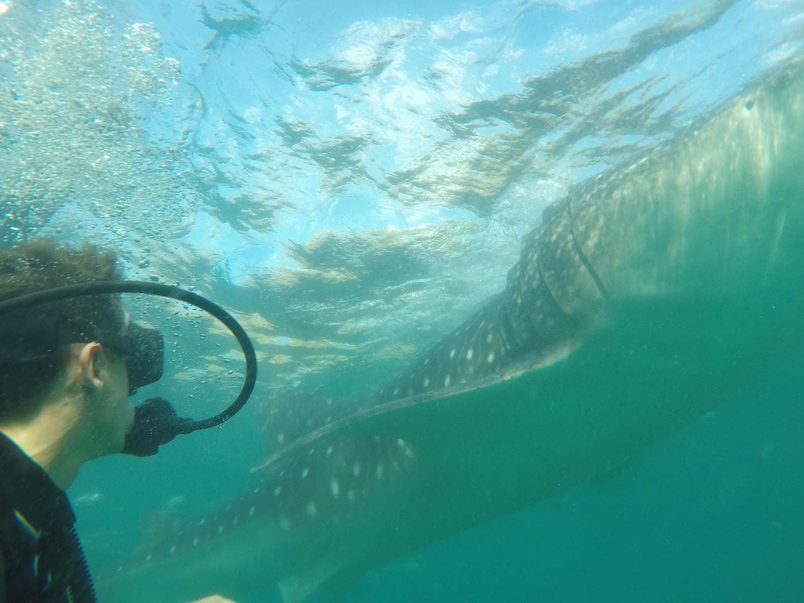 David Simpson swimming with Whale Shark in Oslob, Philippines. Regrettably swimming with Whale Sharks