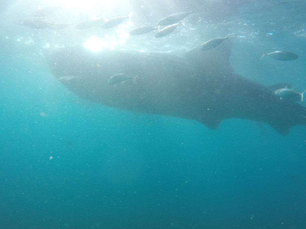 Swimming with Whale Shark in Oslob, Philippines. Regrettably swimming with Whale Sharks