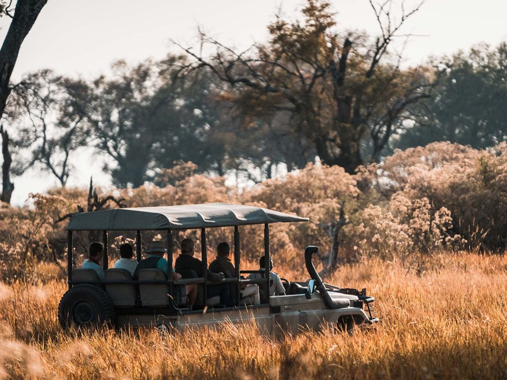 Safari drive in Botswana, Africa. A wild dog ambush