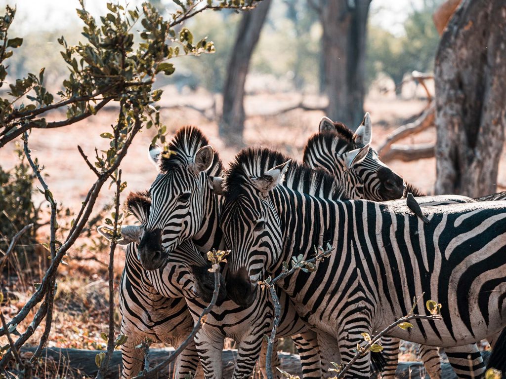 Zebras in Botswana, Africa. A wild dog ambush