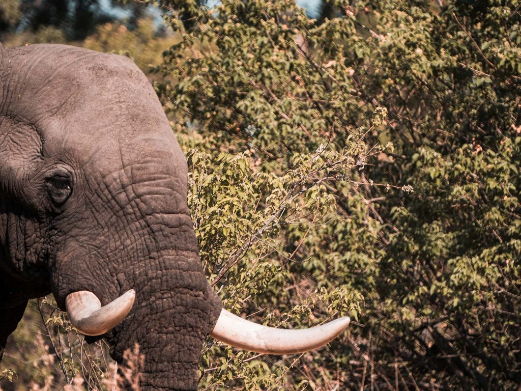 Elephant in Botswana, Africa. A wild dog ambush