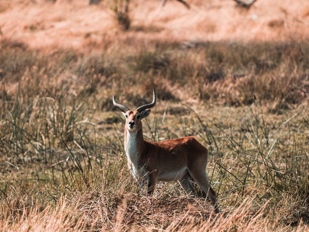 Impala in Botswana, Africa. A wild dog ambush