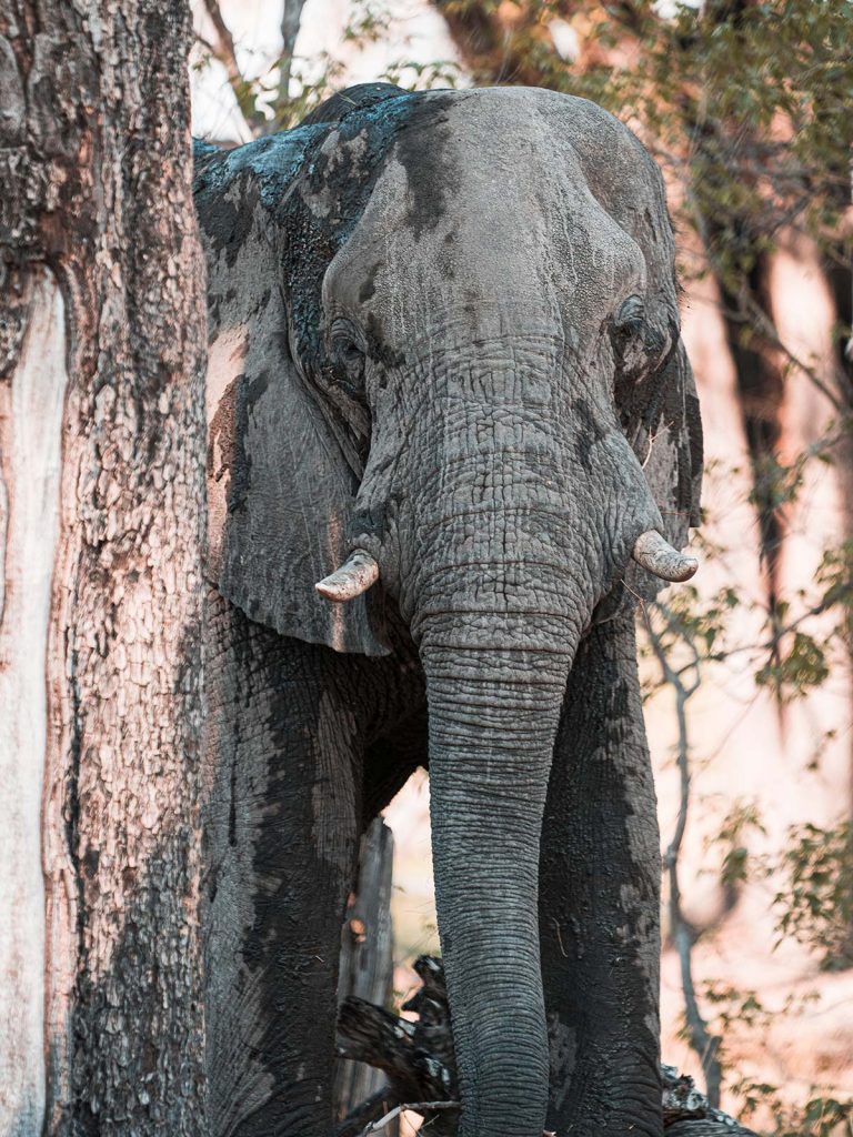 Elephant in Botswana, Africa. A wild dog ambush