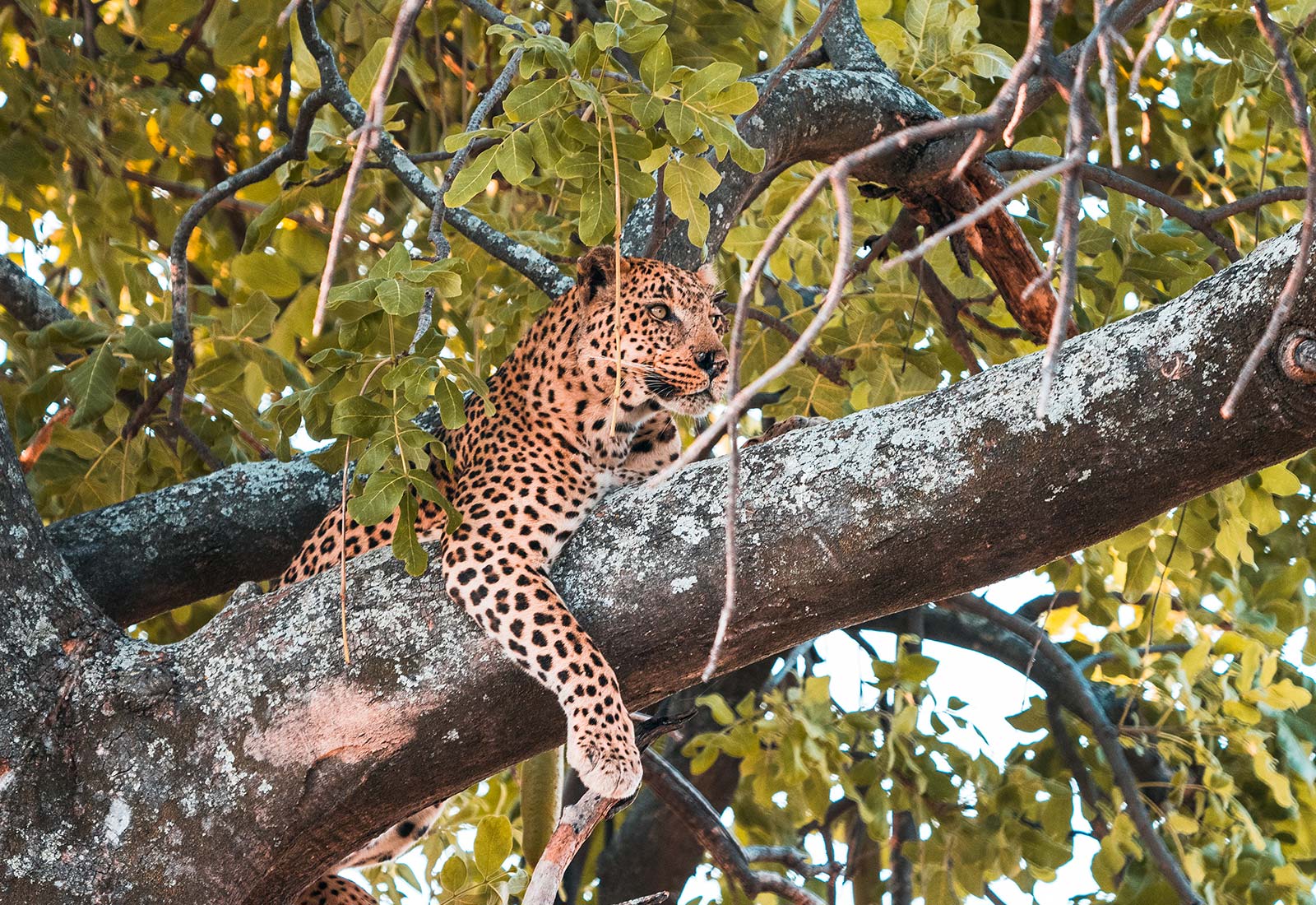 Leopard on a tree in Botswana, Africa. A wild dog ambush