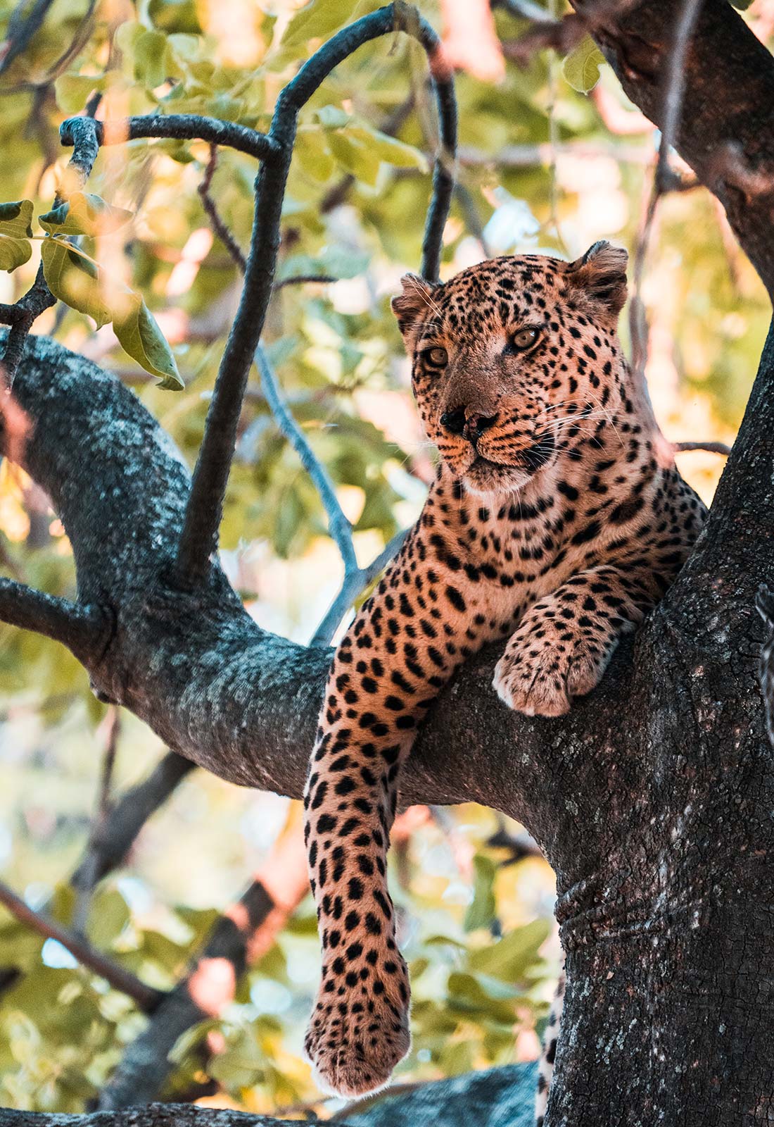Leopard resting on a branch of a tree in Botswana, Africa. My best photos of Botswana