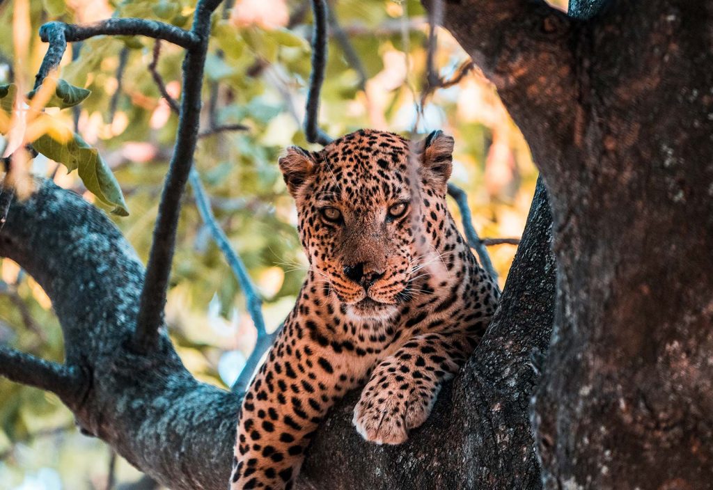 Leopard on a tree in Botswana, Africa. A wild dog ambush