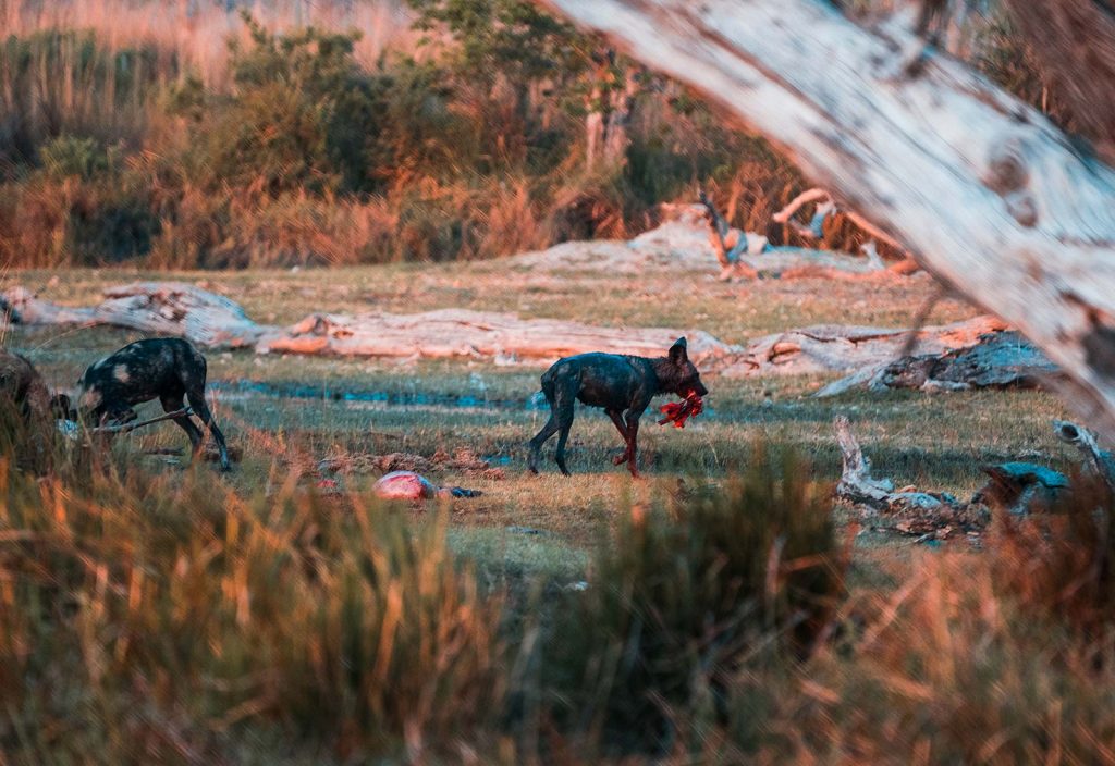 Wild dogs feeding in Botswana, Africa. A wild dog ambush