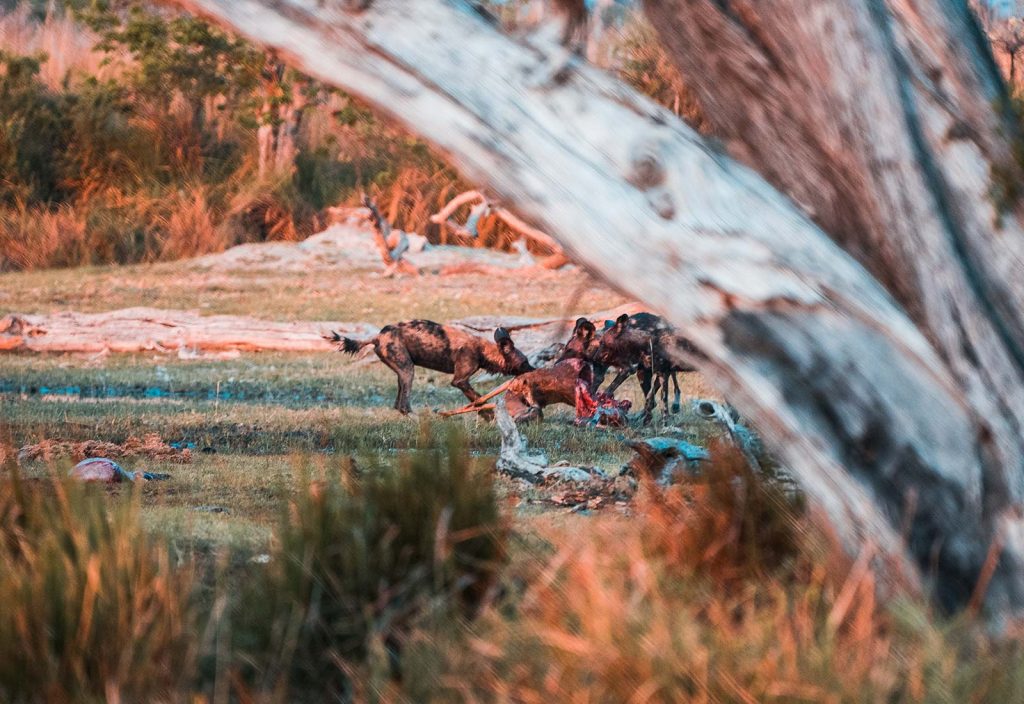 Wild dogs feeding in Botswana, Africa. A wild dog ambush