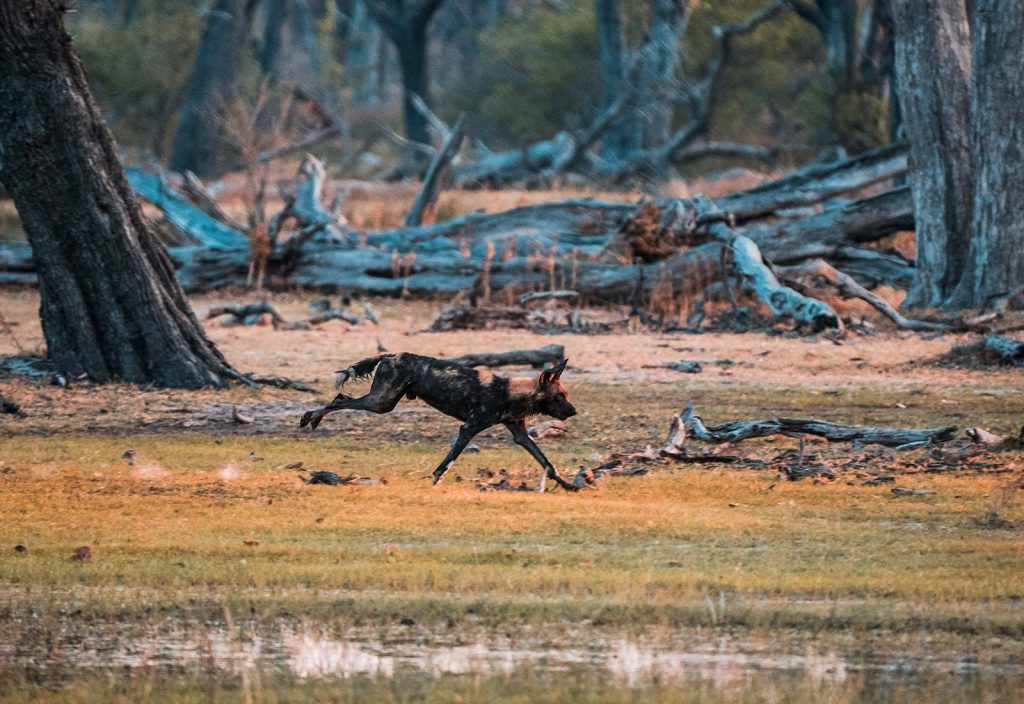 Wild dog running in Botswana, Africa. A wild dog ambush