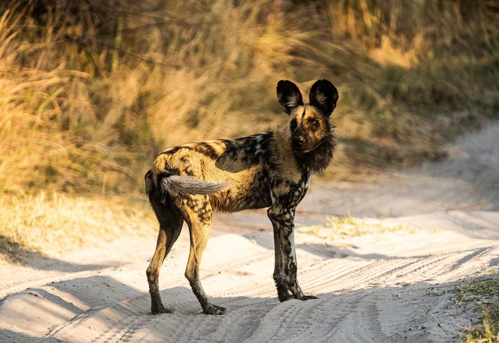 Wild dog in Botswana, Africa. A wild dog ambush