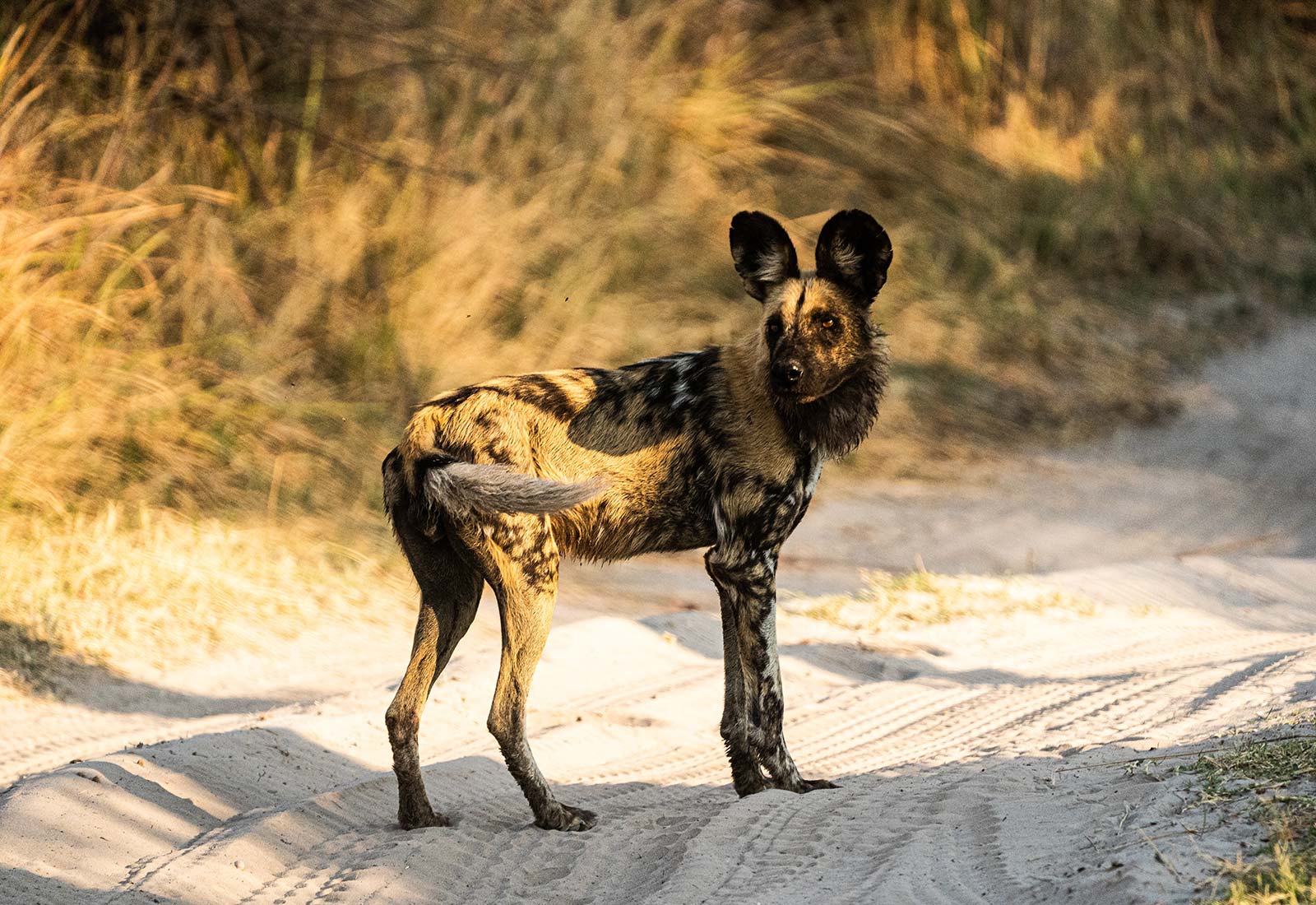 Endangered wild dog on Botswana, Africa. My best photos of Botswana