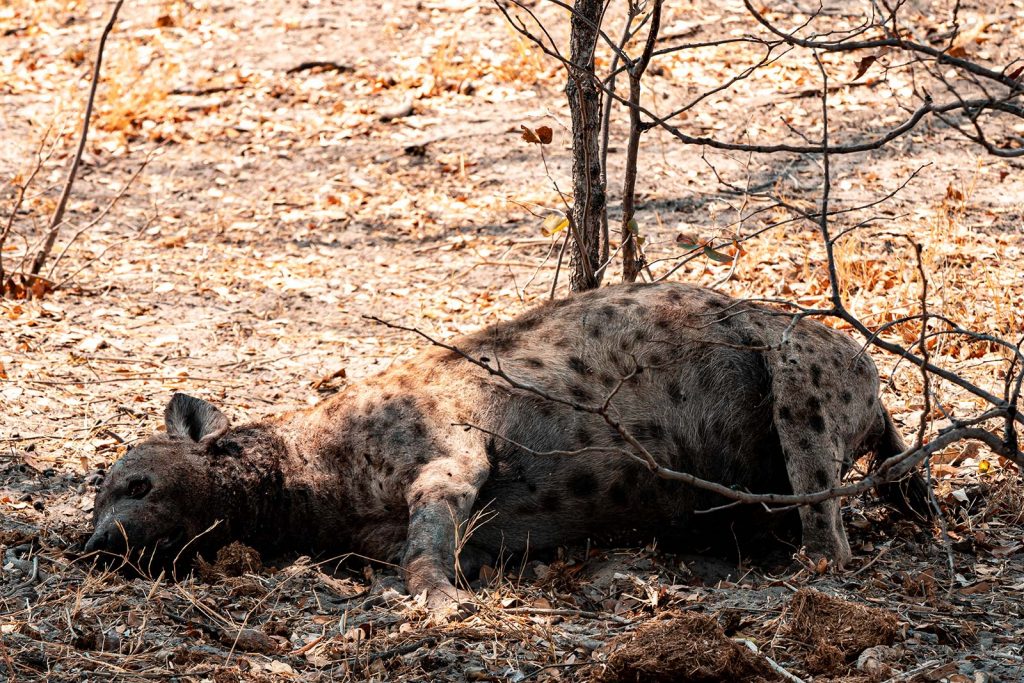 Hyena in Botswana, Africa. Cheetah, cubs & the most incredible dinner setting