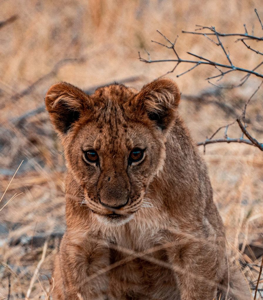 Lion cub in Botswana, Africa. Cheetah, cubs & the most incredible dinner setting