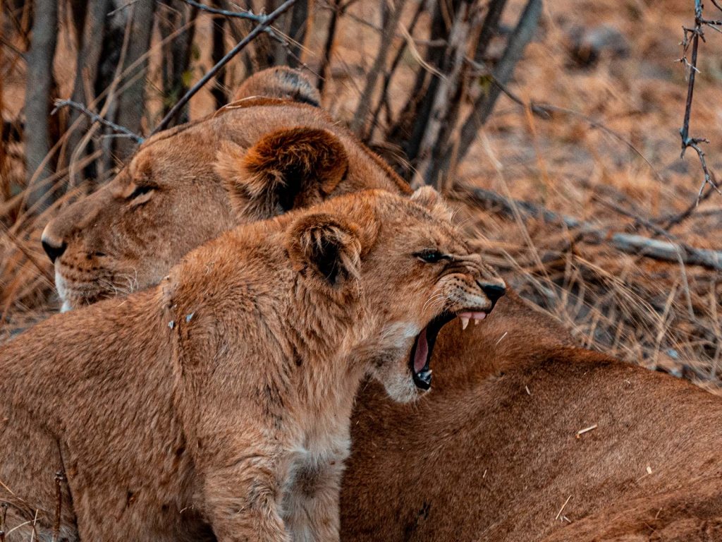 Lioness and cub in Botswana, Africa. Cheetah, cubs & the most incredible dinner setting