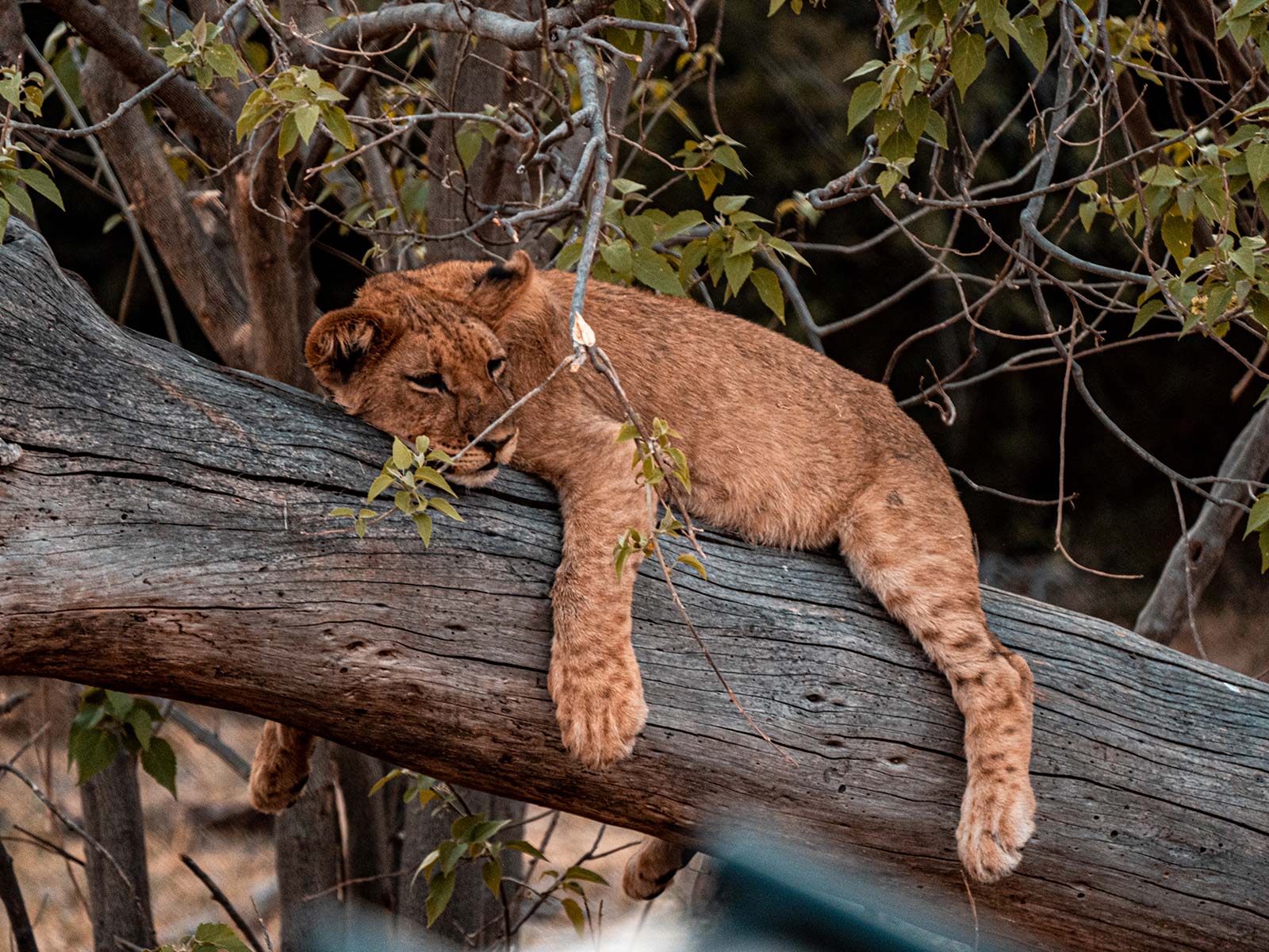 Lion cub asleep on a branch in Botswana, Africa. My best photos of Botswana