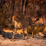 Cheetah walking by the tree in Botswana, Africa. My best photos of Botswana