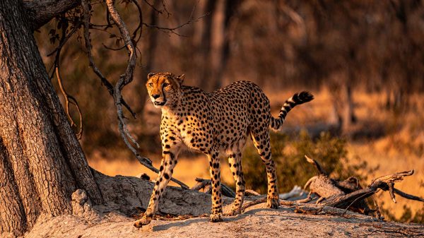 Cheetah walking by the tree in Botswana, Africa. My best photos of Botswana