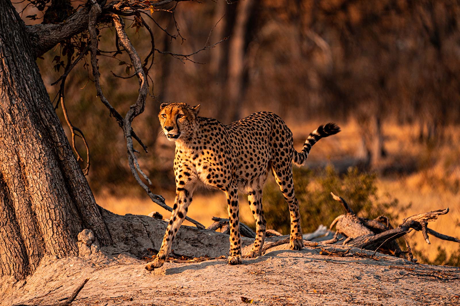 Cheetah walking by the tree in Botswana, Africa. My best photos of Botswana