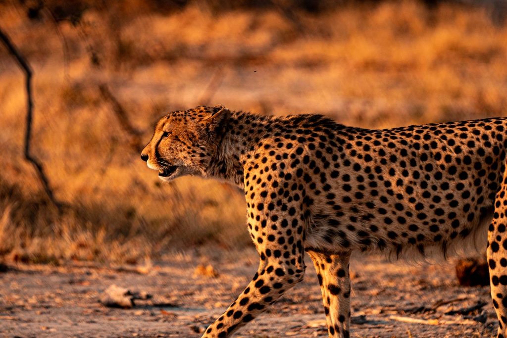 Cheetah in Botswana, Africa. Cheetah, cubs & the most incredible dinner setting