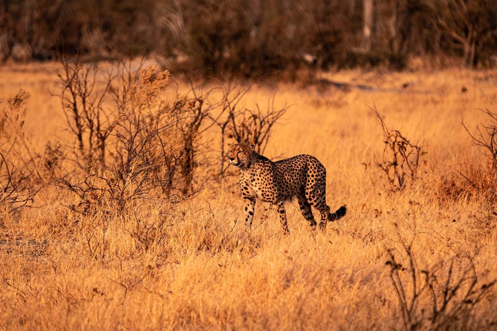 Cheetah in Botswana, Africa. Cheetah, cubs & the most incredible dinner setting