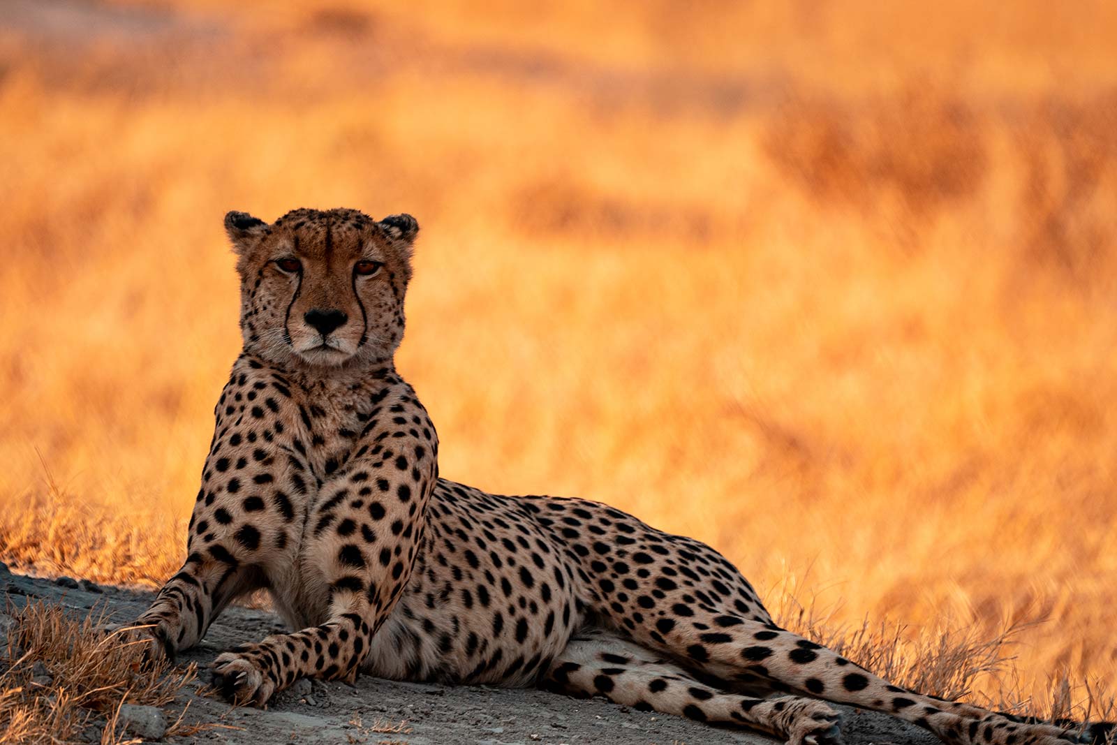 Cheetah resting in the shade in Botswana, Africa. My best photos of Botswana
