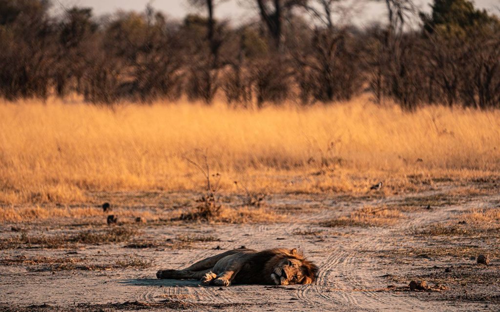 Lion resting in Botswana, Africa. Cheetah, cubs & the most incredible dinner setting