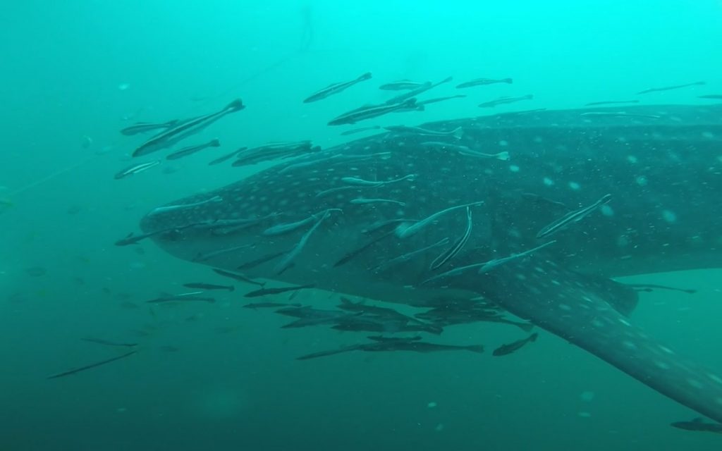 Whale Shark, Koh Tao. Swimming with whale sharks