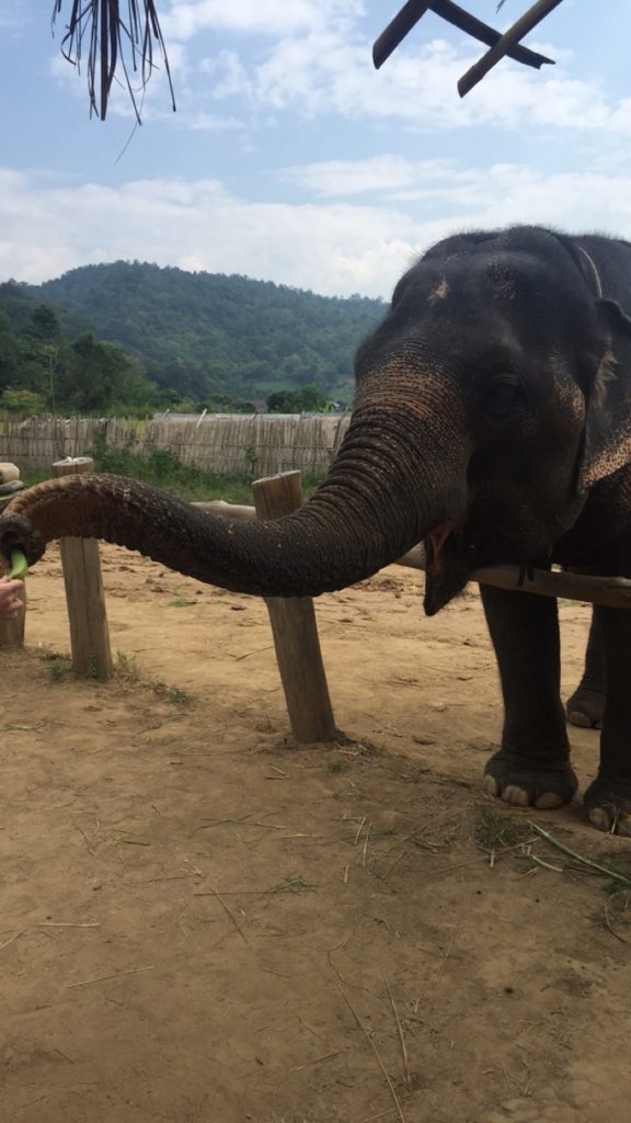 Elephant Sanctuary in Chiang Mai, Thailand. Temples hikes and hard mattresses in Chiang Mai