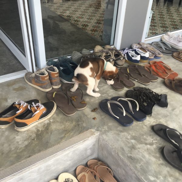 Pup pooping on the flip flops in Thailand. Christmas on Koh Tao