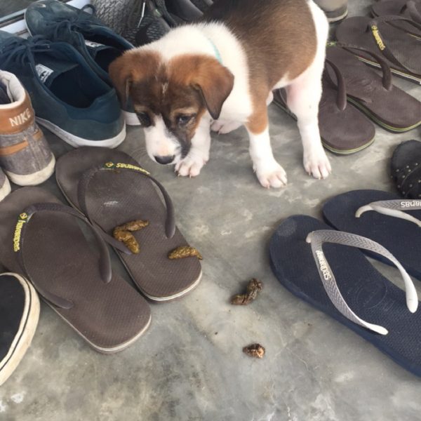 Pup pooping on the flip flops in Thailand. Christmas on Koh Tao