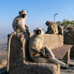 Sunset and monkeys in Pushkar, India