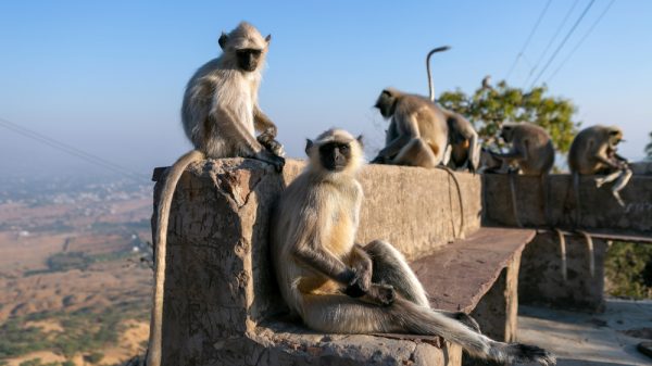 Sunset and monkeys in Pushkar, India