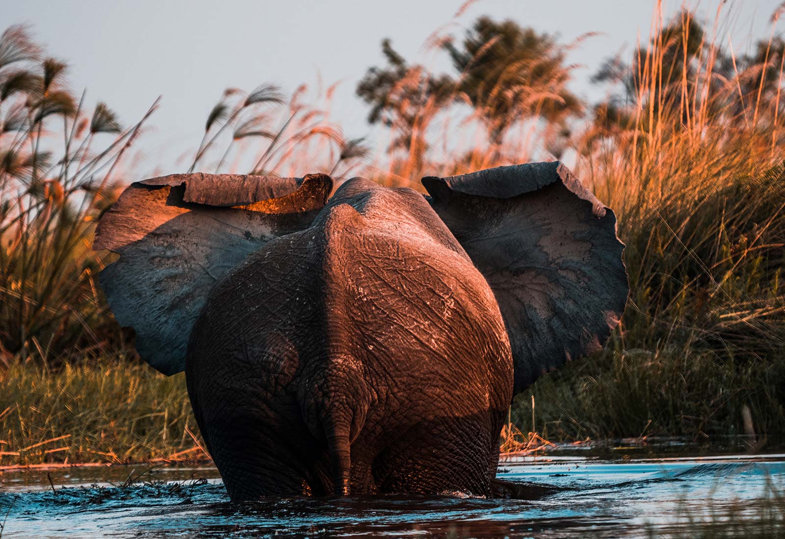 Elephant at Okavango Delta in Botswana, Africa. An owl and African sunsets